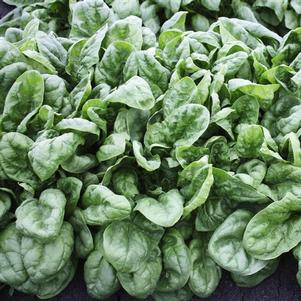 Vegetable Spinach 'Olympia'