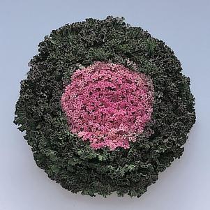 Ornamental Kale Brassica oleracea Kamone 'Pink'