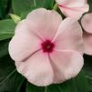 Vinca Catharanthus roseus SunStorm 'Apricot'