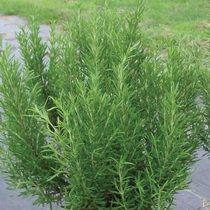 Herb Rosemary Rosmarinus officinalis 'Barbeque'
