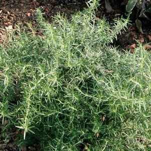 Herb Rosemary Rosmarinus officinalis 'Prostratus'