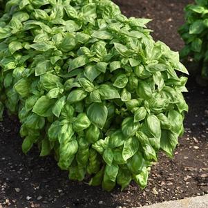 Herb Basil Ocimum basilicum 'Genovese'