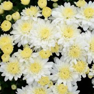 Chrysanthemum Wilma 'White'
