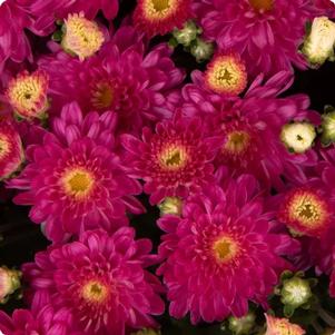 Chrysanthemum Debbie 'Hot Pink'