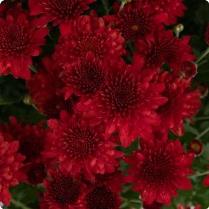 Chrysanthemum Samantha 'Red'