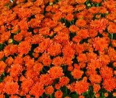 Chrysanthemum Keely 'Orange'