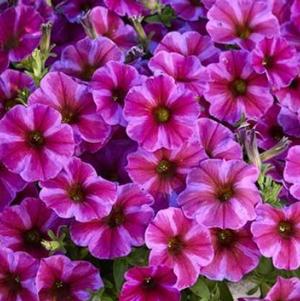 Petchoa Supercal Premium 'Rose Star'