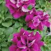 Petunia hybrida Double Cascade 'Burgundy'