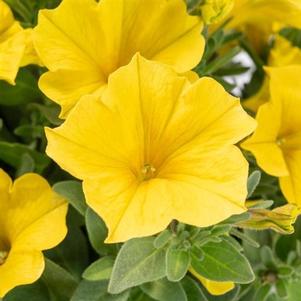Petchoa Supercal Premium 'Yellow Sun'