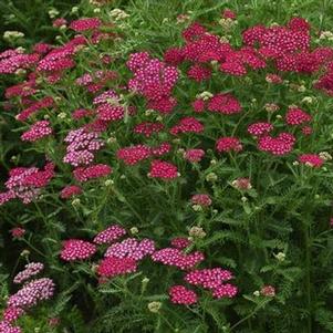 Achillea millefolium 'Vintage Violet'