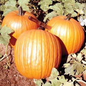 Vegetable Pumpkin 'Howden'