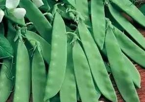 Vegetable Pea 'Oregan Sugar Pod'