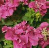 Double Grandiflora Petunia