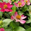 Zinnia hybrida Profusion 'Cherry'