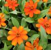 Zinnia hybrida Profusion 'Orange'