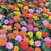 Zinnia elegans Short Stuff 'Mix'