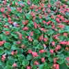 Begonia semperflorens-cultorum 'Ambassador Scarlet'