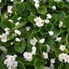 Begonia semperflorens-cultorum 'Ambassador White'
