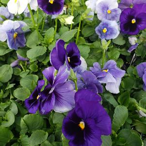 Pansy