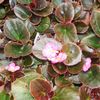 Begonia semperflorens-cultorum 'Cocktail Gin (Rose-Pink)'