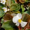 Begonia semperflorens-cultorum 'Cocktail Whiskey (White)'