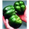 Vegetable Pepper 'California Wonder'