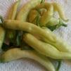 Vegetable Pepper 'Sweet Banana (Sweet Hungarian)'