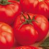 Vegetable Tomato 'Beefsteak'
