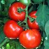 Slicing Tomato