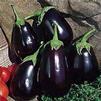 Vegetable Eggplant 'Black Beauty'