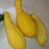 Vegetable Squash 'Yellow Summer'