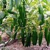 Vegetable Pepper 'Serrano'