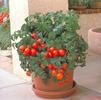 Vegetable Tomato 'Patio'