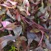 Ipomoea batatas 'Blackie'