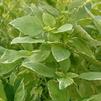 Herb Basil Ocimum citriodorum 'Pesto Perpetuo'