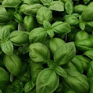 Herb Basil Ocimum basilicum 'Sweet'