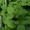 Herb Basil Ocimum basilicum 'Spicy Globe'