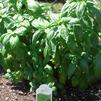 Herb Basil Ocimum basilicum 'Lemon'