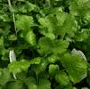 Herb Cilantro Coriandrum savitum