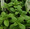 Herb Marjoram Majorana hortensis 'Sweet'