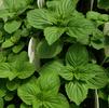 Herb Mint Mentha gracilis 'Ginger'