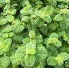 Herb Mint Mentha suaveolens 'Variegata Pineapple'