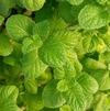 Herb Mint Mentha spicata 'Mojito'