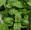 Herb Mint Mentha piperita 'Peppermint'