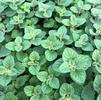 Herb Oregano Origanum vulgare 'Greek'