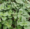 Herb Oregano Origanum vulgare