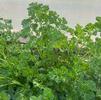 Herb Parsley Petroselinum crispum