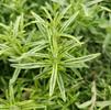 Herb Rosemary Rosmarinus officinalis 'Gold Dust'