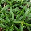 Herb Rosemary Rosmarinus officinalis