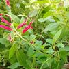 Herb Sage Salvia elegans rutilans 'Pineapple'